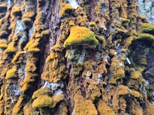 Obraz fungus on tree