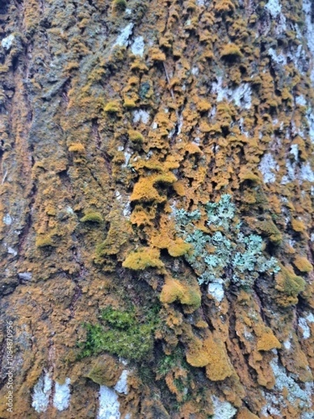 Fototapeta lichen on tree bark