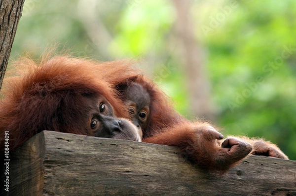 Fototapeta Monkey family at tree