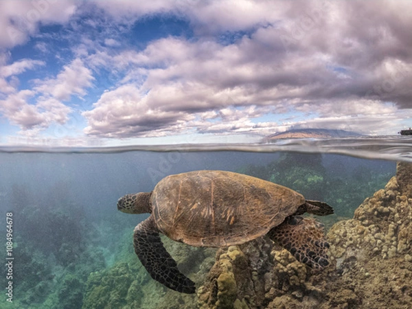 Obraz Maui Turtle Headed Left