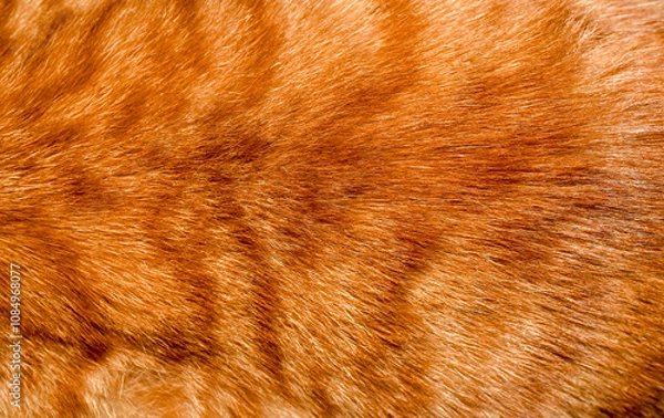Fototapeta Orange fur