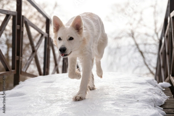 Fototapeta A portrait of a beautiful white Swiss Shepherd dog with its tongue hanging out running across a bridge covered with white ice in winter on a white background