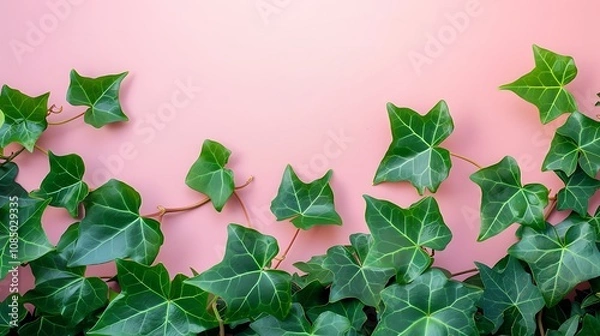 Fototapeta A close-up of green ivy leaves against a soft pink background, creating a fresh and vibrant aesthetic.