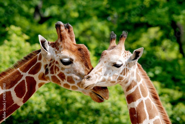 Fototapeta Żyrafa (Giraffa camelopardalis) to afrykański ssak parzystokopytny, najwyższy ze wszystkich istniejących gatunków zwierząt lądowych i największy przeżuwacz.