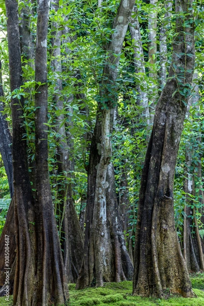 Fototapeta Green moss forest tree wood, Green nature calming summer warm day, Scenic forest of fresh green wood deciduous forest tree moss, Tree and moss woodland.