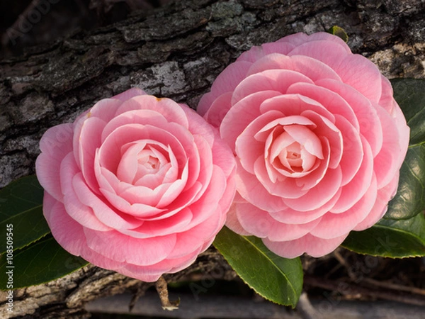 Obraz This beautiful pink camellia