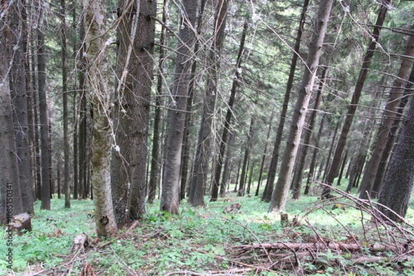 Obraz Wedrujac po gorach.