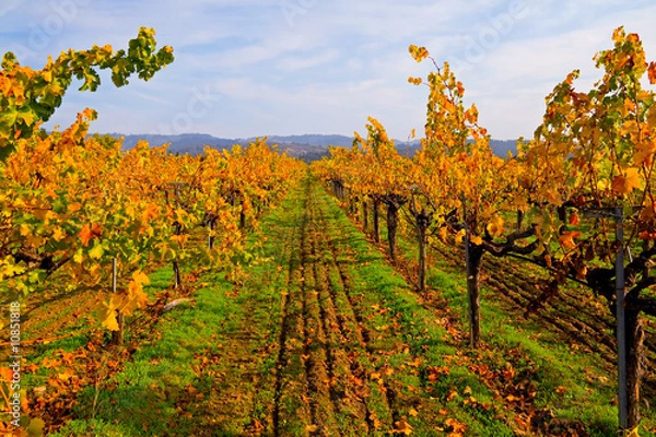 Fototapeta Vineyard in Autumn