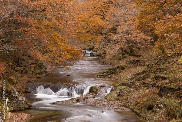 Obraz 黄葉のトンネル