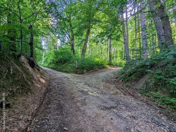 Fototapeta path in the forest