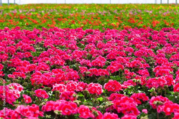 Fototapeta Blühende Pelargonien in einem Gewächshaus