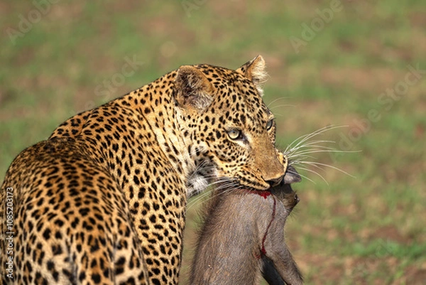 Fototapeta Leopard with Warthog kill