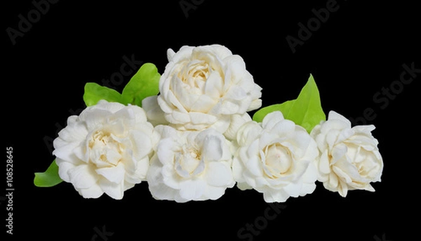Obraz Jasmines flower on white background.
