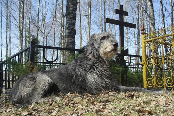 Obraz dog near grave