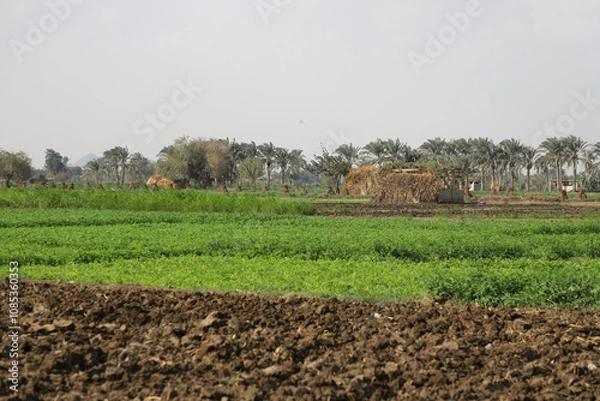 Fototapeta Crops in the fields