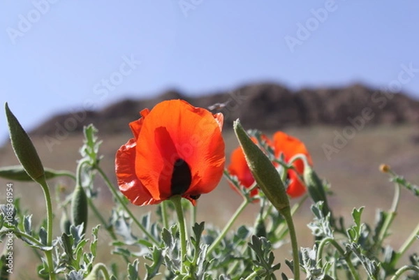Fototapeta A vibrant field of blooming red poppies with mountains and blue skies creating a scenic spring landscape.