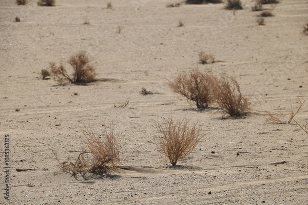 Fototapeta Isolated desert plants growing in sandy terrain, representing endurance and resilience in harsh conditions.