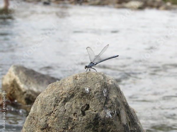 Fototapeta A dragonfly perched by the water on a rocky surface, reflecting the beauty of small creatures.
