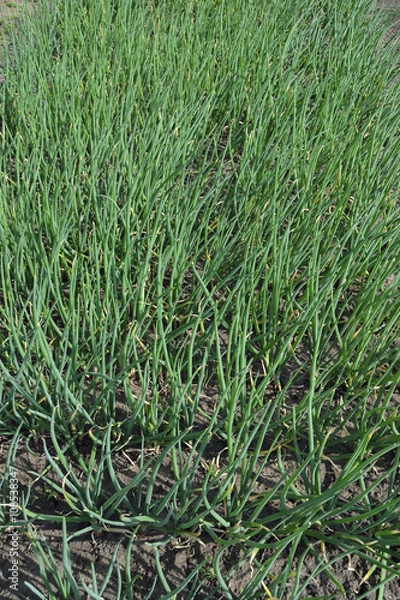Fototapeta stalks of green onions