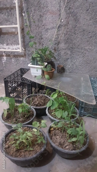 Obraz A cozy collection of potted plants on a balcony, showcasing urban gardening, natural beauty, and a tranquil space for relaxation.