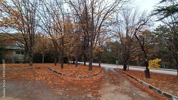 Fototapeta Middle East Technical University Campus in Autumn.