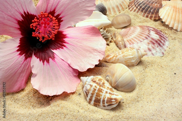 Obraz Seashells Sand Hibiscus