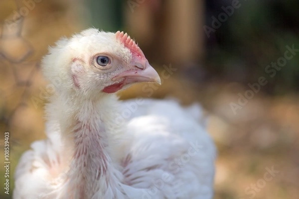 Obraz Junges Masthuhn in Freilaufhaltung 