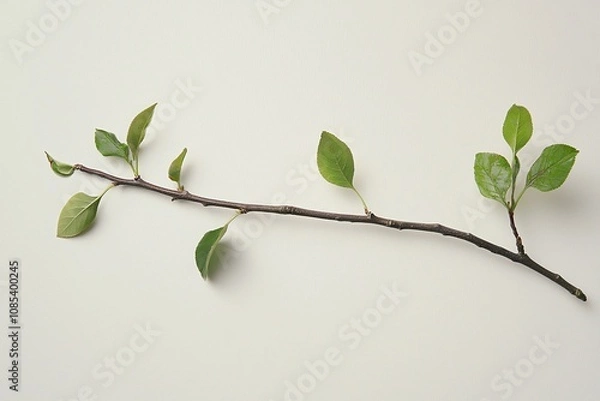 Fototapeta Delicate Green Leafy Branch on Soft Background