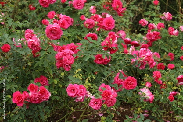 Fototapeta red roses