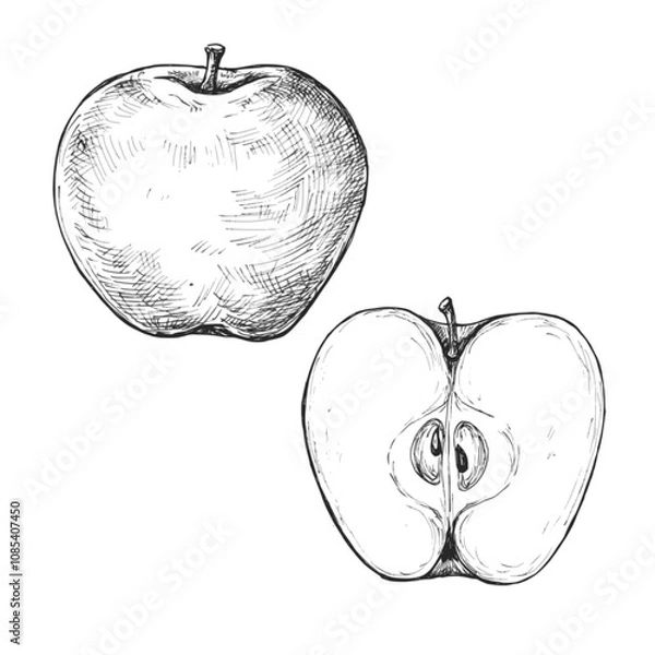 Obraz Sketch ink graphic apple illustration, draft silhouette drawing, black on white line art. Botanical vintage etching food design.