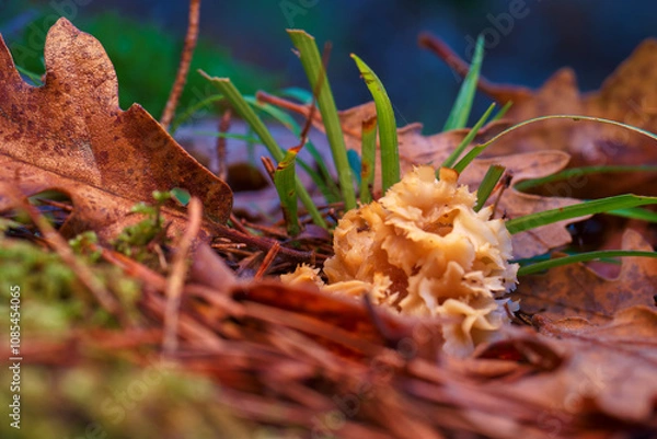 Fototapeta mushrooms, forest, autumn, nature, plants, botany, mountains, na