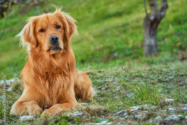 Obraz A joyful golden retriever bounds through a field of tall grass, its fur catching the sunlight