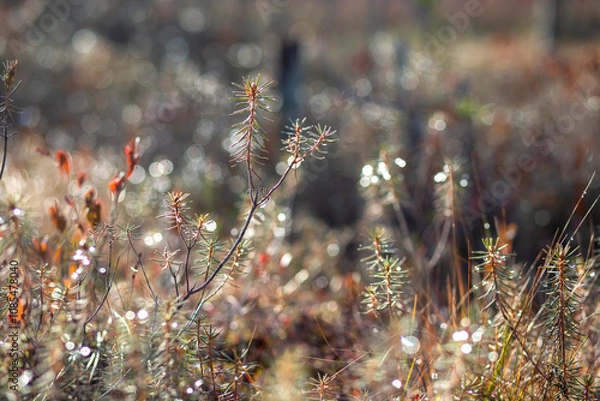 Obraz Wild rosemary in the rays of the evening sun. Brightly shining wild rosemary in the rays of the sun. Natural textures