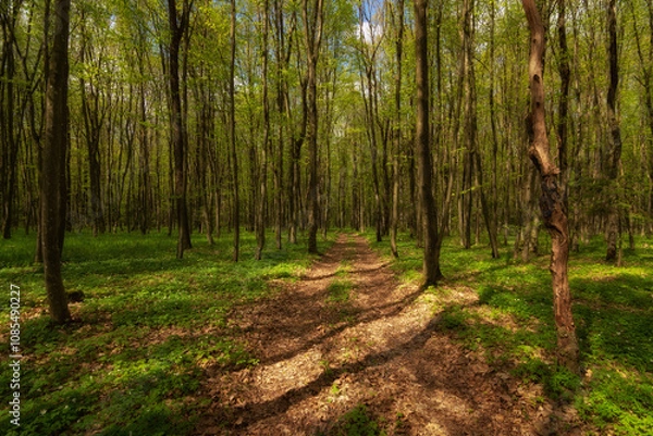 Obraz into the spring deciduous forest with lush young green vegetation and thin trees in bright daylight in good April weather a dirt road strewn with last year's dry leaves deepens