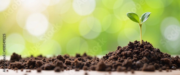 Fototapeta Assorted chocolate truffles in elegant gift box on pink background