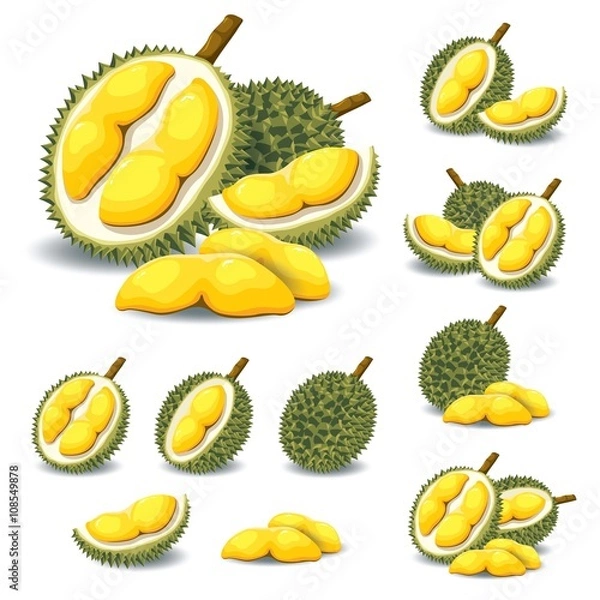 Obraz Durian wektor