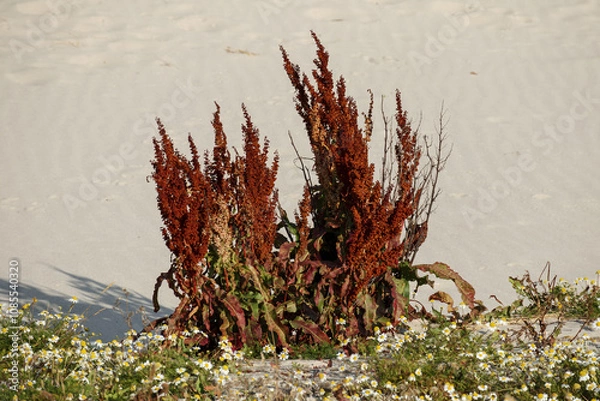 Obraz Sorrel (Rumex obtusifolius) is a very common herb, this one was found near the Dutch coast in the dunes.