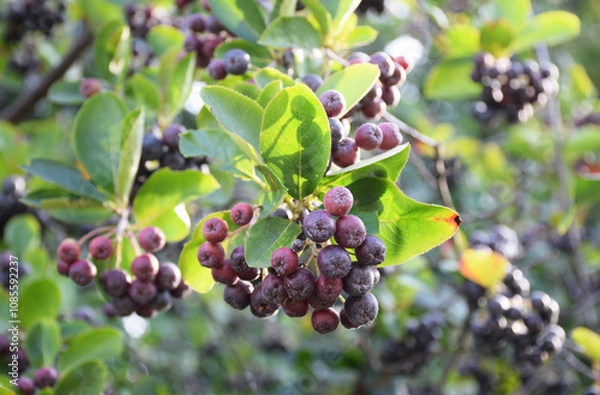 Fototapeta Small dark berries Aronia melanocarpa close-up with blurred green background