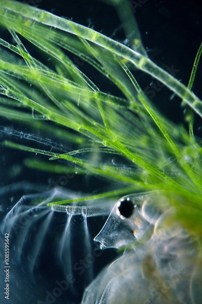 Fototapeta Daphnia seen under a microscope