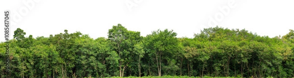 Fototapeta Green trees isolated are forest on transparent background.Forest and foliage in summer with cut path and alpha channel, high resolution.