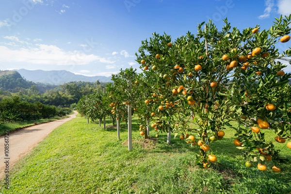 Obraz Orange tree in orange farm