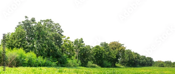 Fototapeta Green trees isolated are forest on transparent background.Forest and foliage in summer with cut path and alpha channel, high resolution..