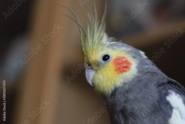 Obraz Parrot corella at home. Close-up portrait.