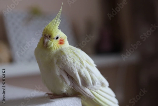 Obraz Parrot corella at home. 