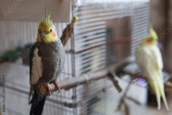 Obraz Parrot corella at home. 