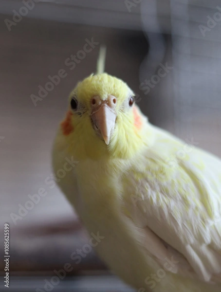 Obraz Parrot corella at home. Close-up portrait.