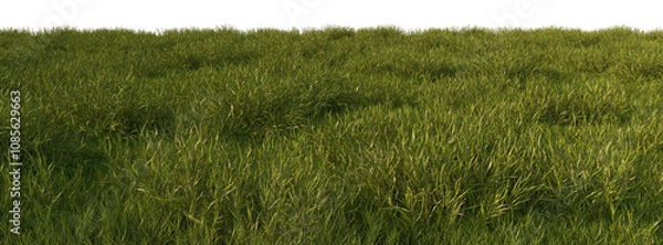 Fototapeta grass line field wild and fresh