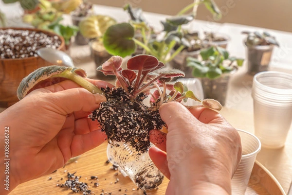Obraz Florist cleans off excess soil and removes old roots from a violet bush (Saintpaulia) before planting it in a new pot. Close-up