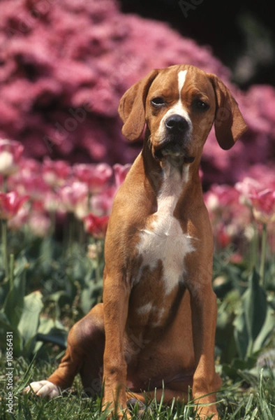 Obraz Jeune Perdiguero Portugues très sage