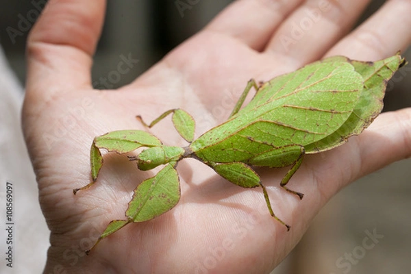 Obraz Gray's Leaf Insect on hand